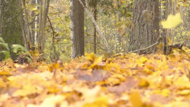 Медленная Съемка Падающих Осенних Саженцев Деревья Осеннем Лесу — стоковое видео