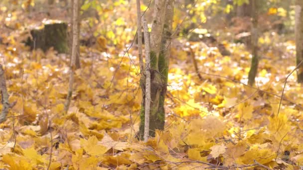 Lento Tiro Movimento Queda Folhas Outono Árvores Floresta Outonal — Vídeo de Stock