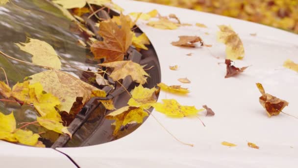 Slow Motion Shot Autumn Falling Leaves Car Windshield — Stock Video