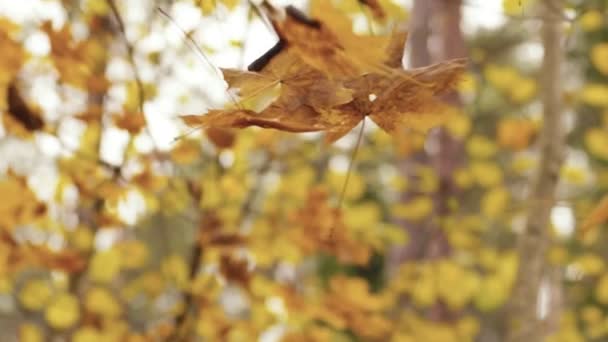 Plan Ralenti Des Feuilles Automne Tombantes Arbres Dans Forêt Automnale — Video