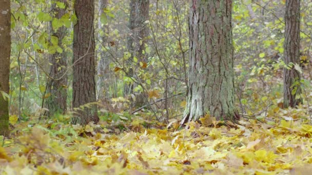 Zeitlupenaufnahme Von Fallenden Herbstblättern Bäume Herbstlichen Wald — Stockvideo