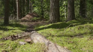 Karınca kolonisi ve yaz ormanlarında yolları olan büyük bir karınca yuvası.