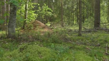 Karınca kolonisi ve yaz ormanlarında yolları olan büyük bir karınca yuvası.