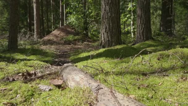 Stor Myrstack Med Myrkoloni Och Stigar Sommarskogen — Stockvideo