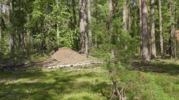アリのコロニーと夏の森の中の彼らのパスを持つ大きな蟻塚 — ストック動画
