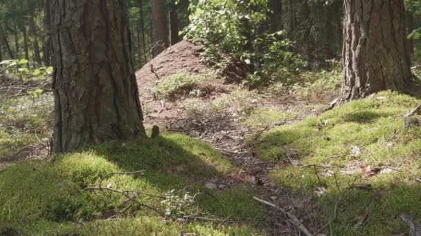 Großer Ameisenhaufen Mit Ameisenkolonie Und Ihren Wegen Sommerwald — Stockvideo