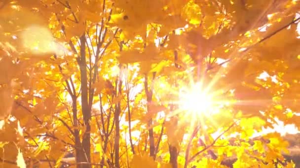 落日透过生机勃勃的黄色落叶闪烁着太阳耀斑和阳光 — 图库视频影像
