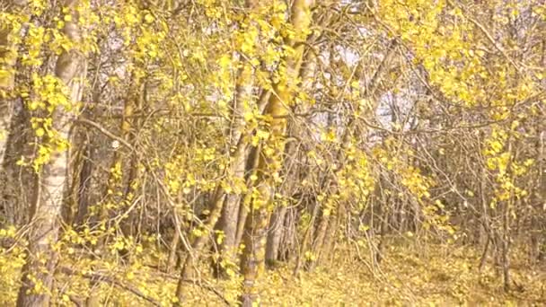 Tiro Folhas Outono Caindo Árvores Floresta Outonal — Vídeo de Stock