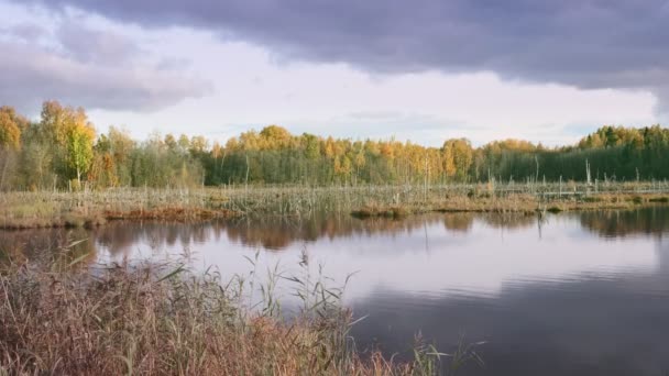 Scenic Uitzicht Moeras Het Najaar Boslandschap Herfst — Stockvideo