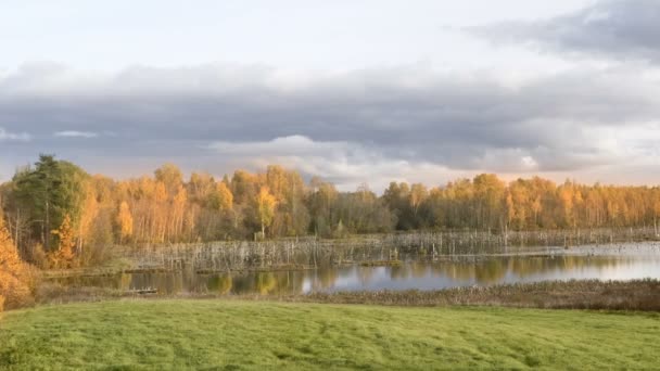 Widok Bagna Sezonie Jesiennym Jesienny Krajobraz Leśny — Wideo stockowe