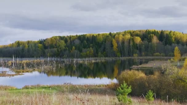 Malerischer Blick Auf Den Sumpf Der Herbstsaison Herbstliche Waldlandschaft — Stockvideo
