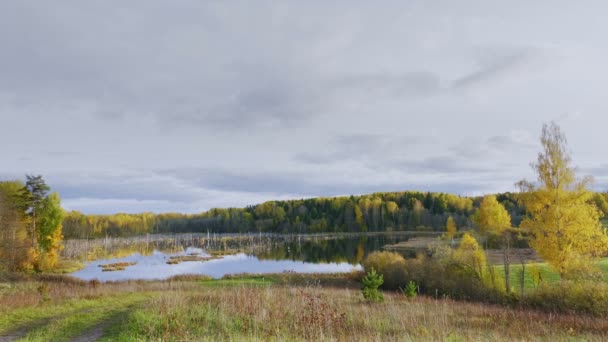 Malerischer Blick Auf Den Sumpf Der Herbstsaison Herbstliche Waldlandschaft — Stockvideo