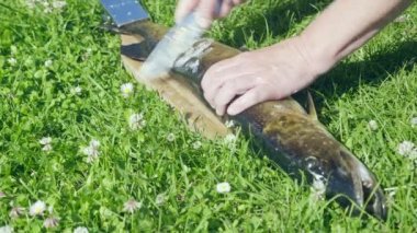 Greev 'in arka planında kesme tahtasında balık temizleme ve temizleme. Balıkçılık, malzeme, yemek pişirme, yemek hazırlama.