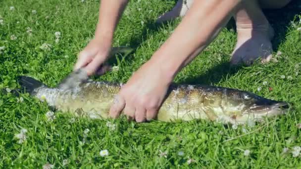 Schuiven Schoonmaken Van Vis Snijplank Greev Gras Achtergrond Vissen Ingrediënt — Stockvideo