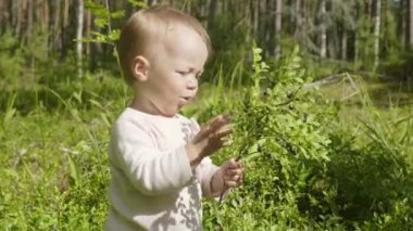 Bir yaşındaki küçük kız yaz ormanlarında yabanmersini toplayıp yer.