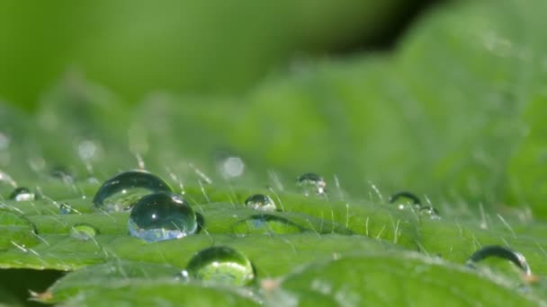 Sommerliche Regentropfen Auf Einem Hintergrund Grüner Blätter Aus Nächster Nähe — Stockvideo
