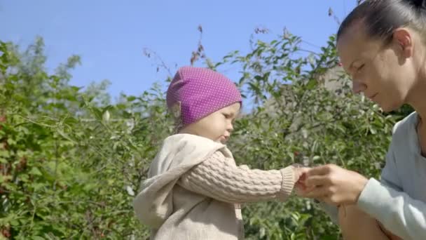 Dziewczynka Wieku Jednego Roku Zbierać Jeść Czerwone Porzeczki Ogrodzie Letnim — Wideo stockowe