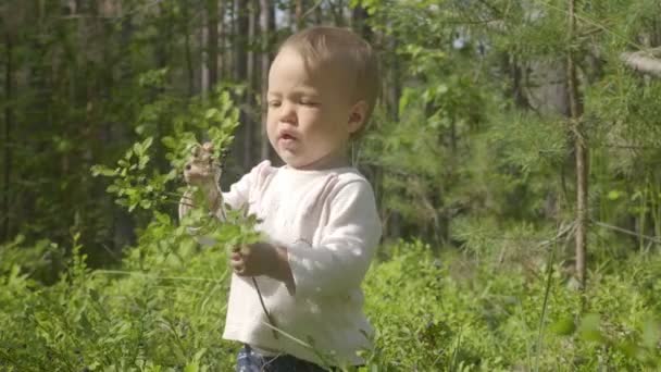 Dziewczynka Wieku Jednego Roku Zbiera Dzikie Jagody Letnim Lesie — Wideo stockowe