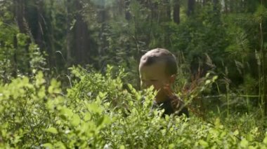 Küçük çocuk yaz ormanlarında yabanmersini toplayıp yer.