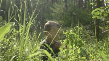 Küçük çocuk yaz ormanlarında yabanmersini toplayıp yer.