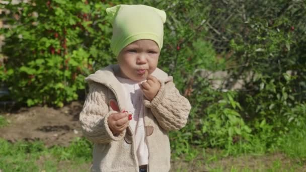 Egy Éves Kislány Összegyűjti Megeszi Vörös Ribizlit Nyári Kertben — Stock videók