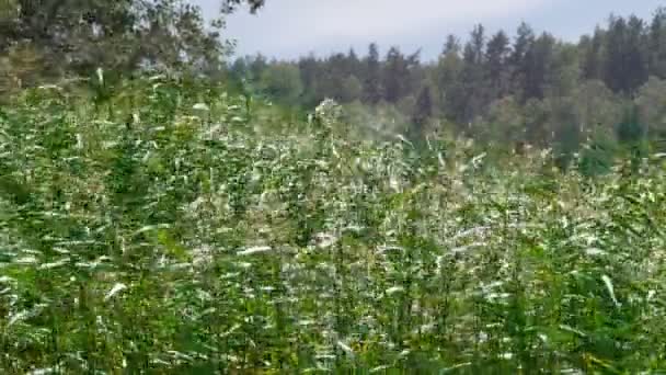 Shot Van Sterke Wind Fladdert Riet Stengels Meer Achtergrondverlichting Tegen — Stockvideo