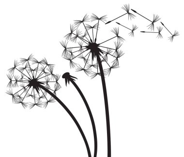 Rüzgarda karahindiba