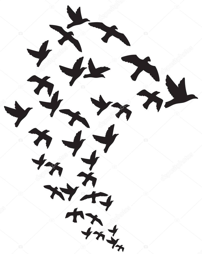 flock of flying birds 