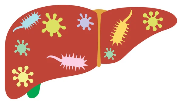 Hígado Con Gérmenes Bacterias Vector Ilustración — Vector de stock