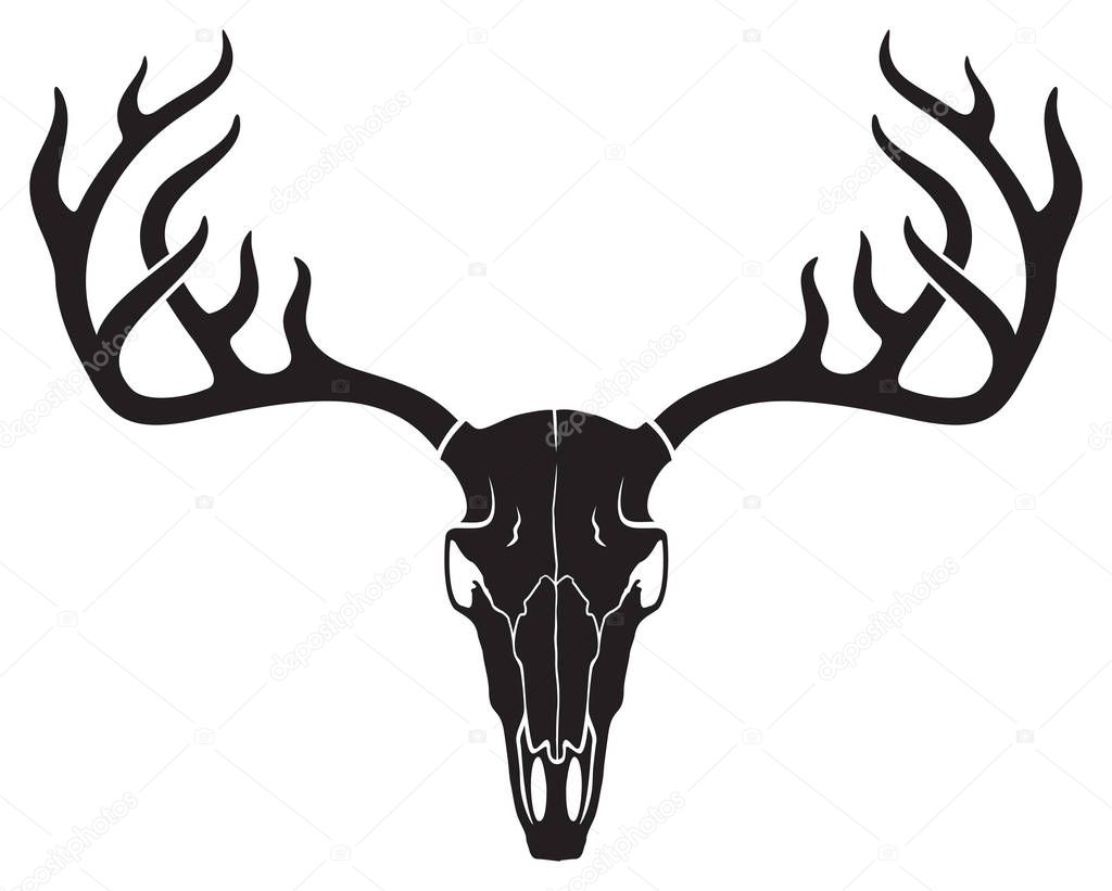 vector deer skull with horns