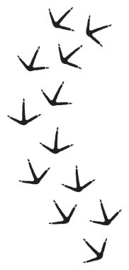 Kuş ayak izleri vektör çizimi. Tavuk adımları.