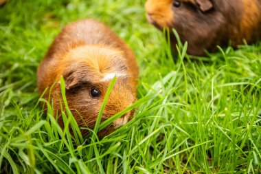 Çimenlerdeki kobay doğal arka plan