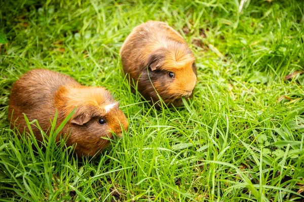 Guinea Pig Grass Natural Background — Stock Photo, Image
