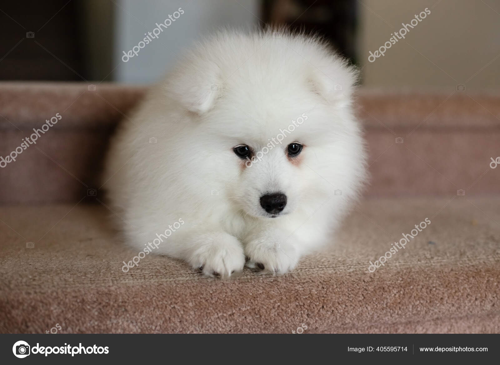 White Japanese Spitz Puppy Home Stock Photo By C Volare04 White Japanese Spitz Puppy Home Stock Photo By C Volare04
