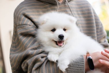Beyaz Japon köpek yavrusu evde.