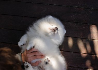 Beyaz Japon köpek yavrusu evde.