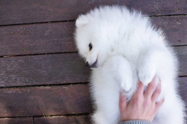 Beyaz Japon köpek yavrusu evde.