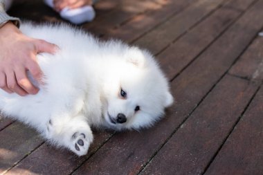 Beyaz Japon köpek yavrusu evde.