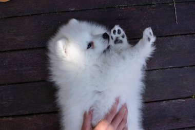 Beyaz Japon köpek yavrusu evde.