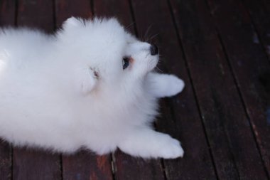 Beyaz Japon köpek yavrusu evde.