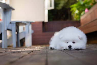 Beyaz Japon köpek yavrusu evde.