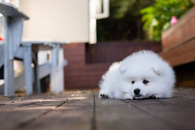 Beyaz Japon köpek yavrusu evde.