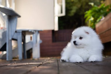 Beyaz Japon köpek yavrusu evde.