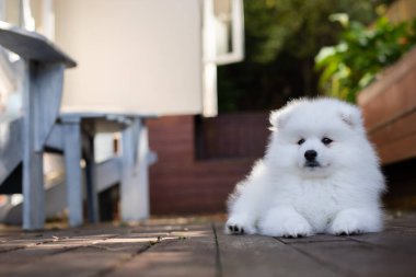 Beyaz Japon köpek yavrusu evde.