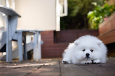 Beyaz Japon köpek yavrusu evde.