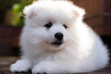 Beyaz Japon köpek yavrusu evde.