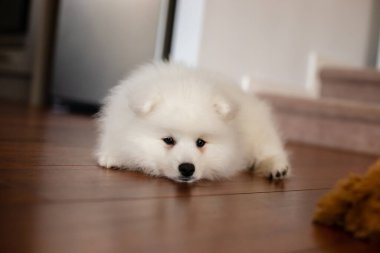 Beyaz Japon köpek yavrusu evde.