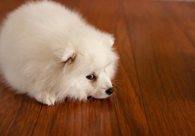 Beyaz Japon köpek yavrusu evde.