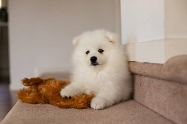 Beyaz Japon köpek yavrusu evde.