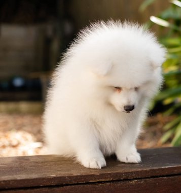 Beyaz Japon köpek yavrusu evde.